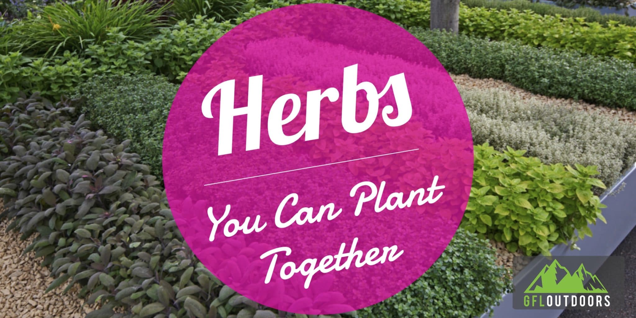 what-herbs-can-be-planted-together-companion-planting