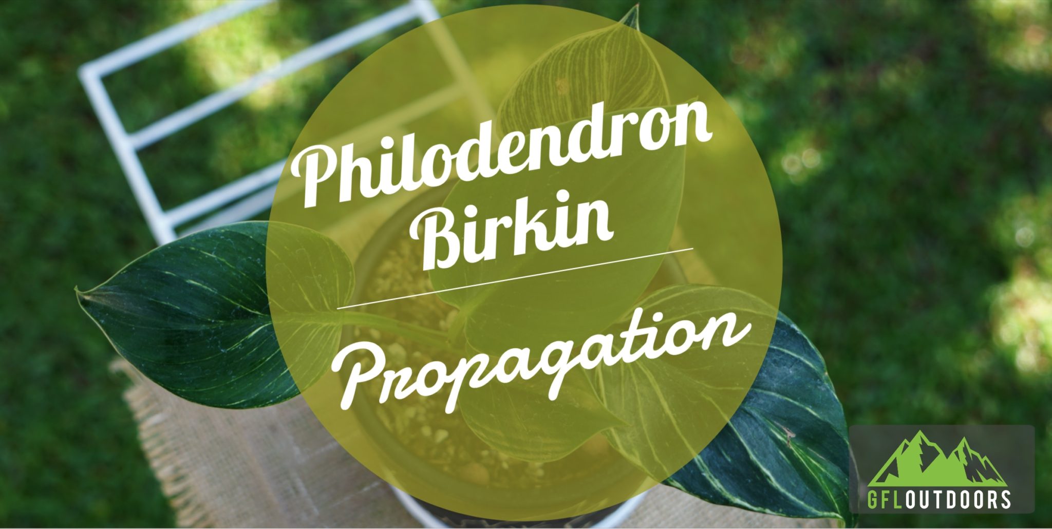 how-to-propagate-a-philodendron-birkin-gfl-outdoors