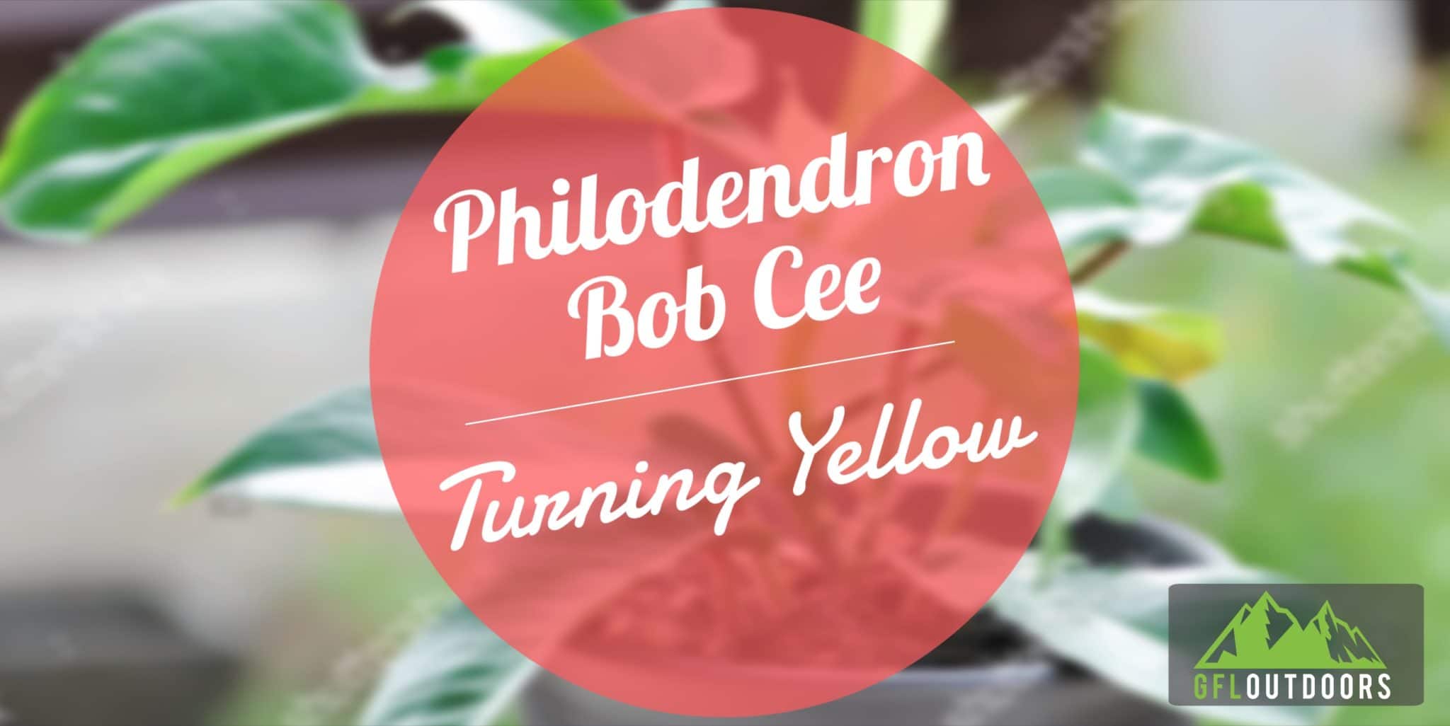 Why are My Philodendron Bob Cees Leaves Turning Yellow - GFL Outdoors