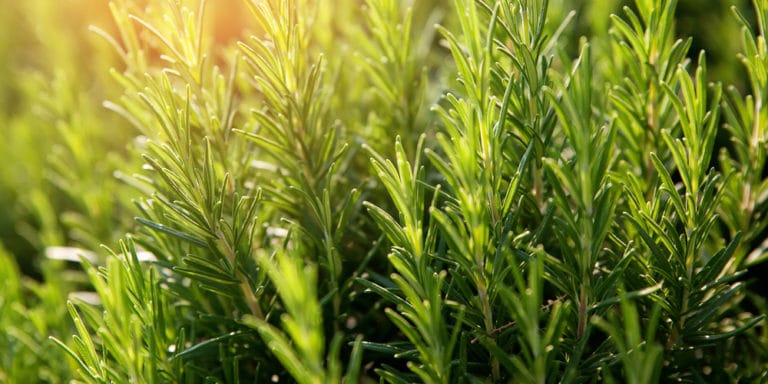 Spider Mites On Rosemary How To Get Rid Of An Infestation 3954