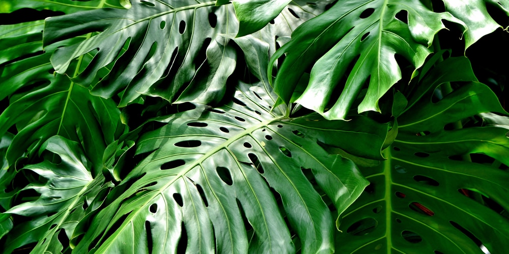 How To Propagate A Split Leaf Philodendron Gfl Outdoors