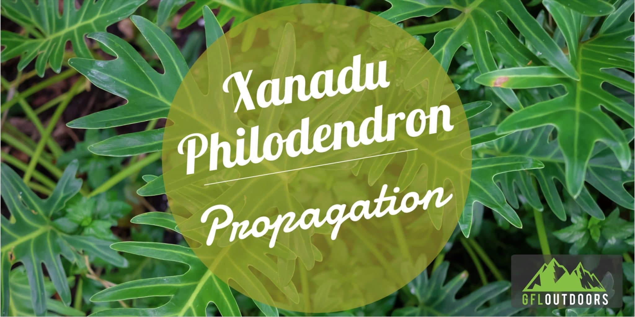 how-to-propagate-philodendron-xanadu-gfl-outdoors