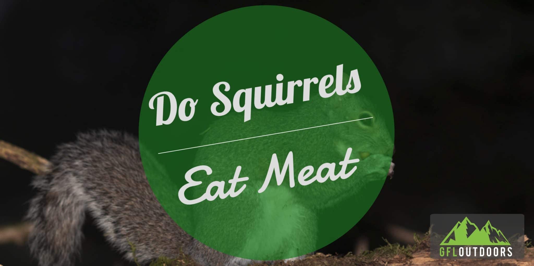 Do Squirrels Eat Meat: Squirrel Diet Explained - GFL Outdoors