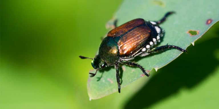 Where Do Japanese Beetles Sleep At Night