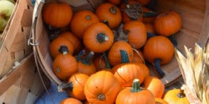 When to Plant Pumpkins in Oregon