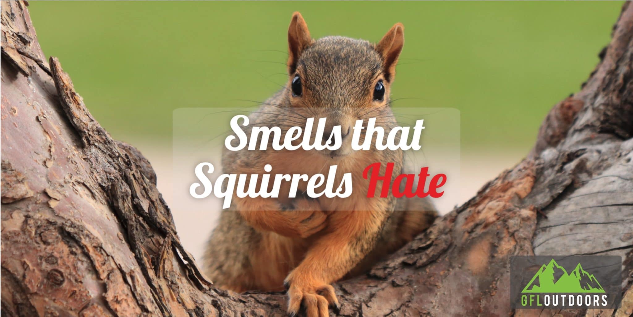 Smells That Squirrels Hate Scaled 