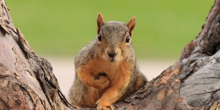 fox-squirrels-in-florida-are-fox-squirrels-native-to-florida