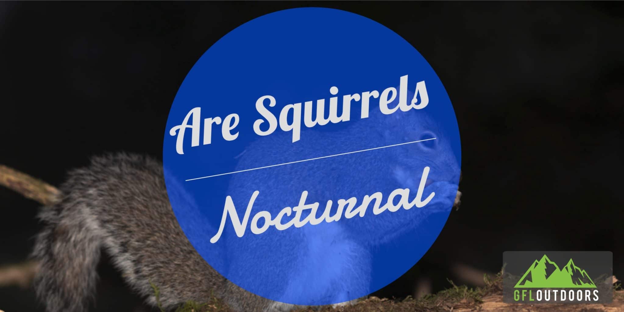 Are Squirrels Nocturnal? Squirrels Sleeping Habits Explained