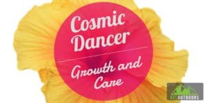 Cosmic Dancer Growth and Care