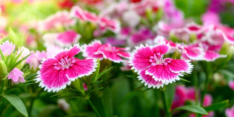 Can Dianthus Survive Frost? Tips to Keep Them Alive in the Winter