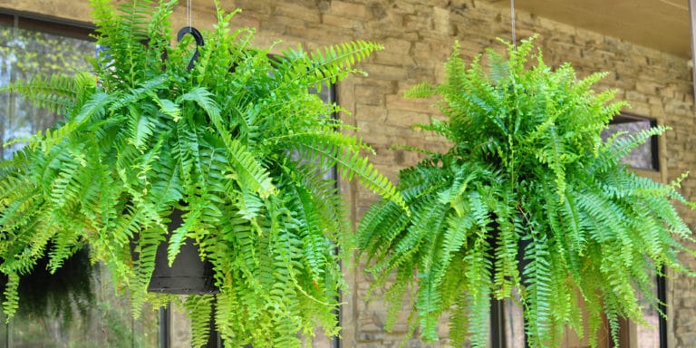 How Often Do you Water Ferns in Hanging Baskets? - GFL Outdoors