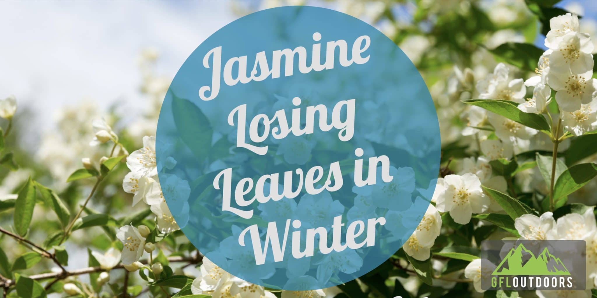 Jasmine Plant Winter Care Do Jasmine Plants lose leaves in Winter?