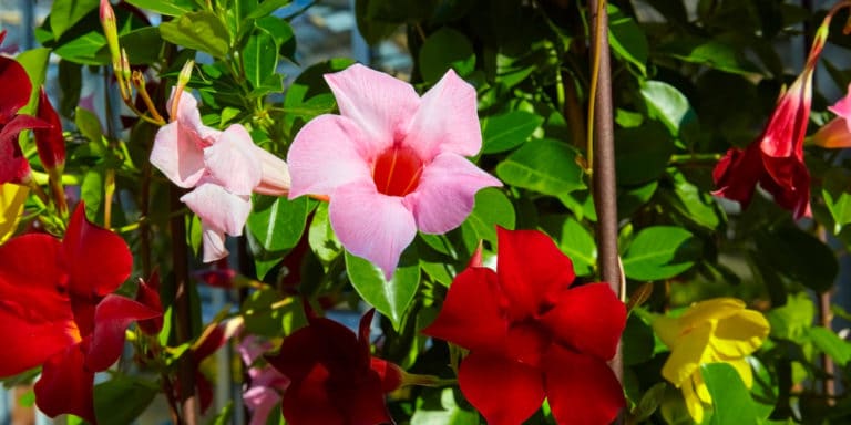 Mandevilla Plant Care in Winter: How to Overwinter a Mandevilla plant