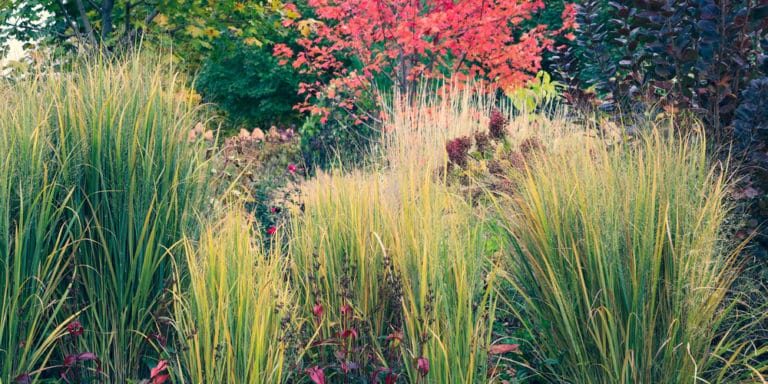 Northwind Switchgrass Growth and Care - GFL Outdoors