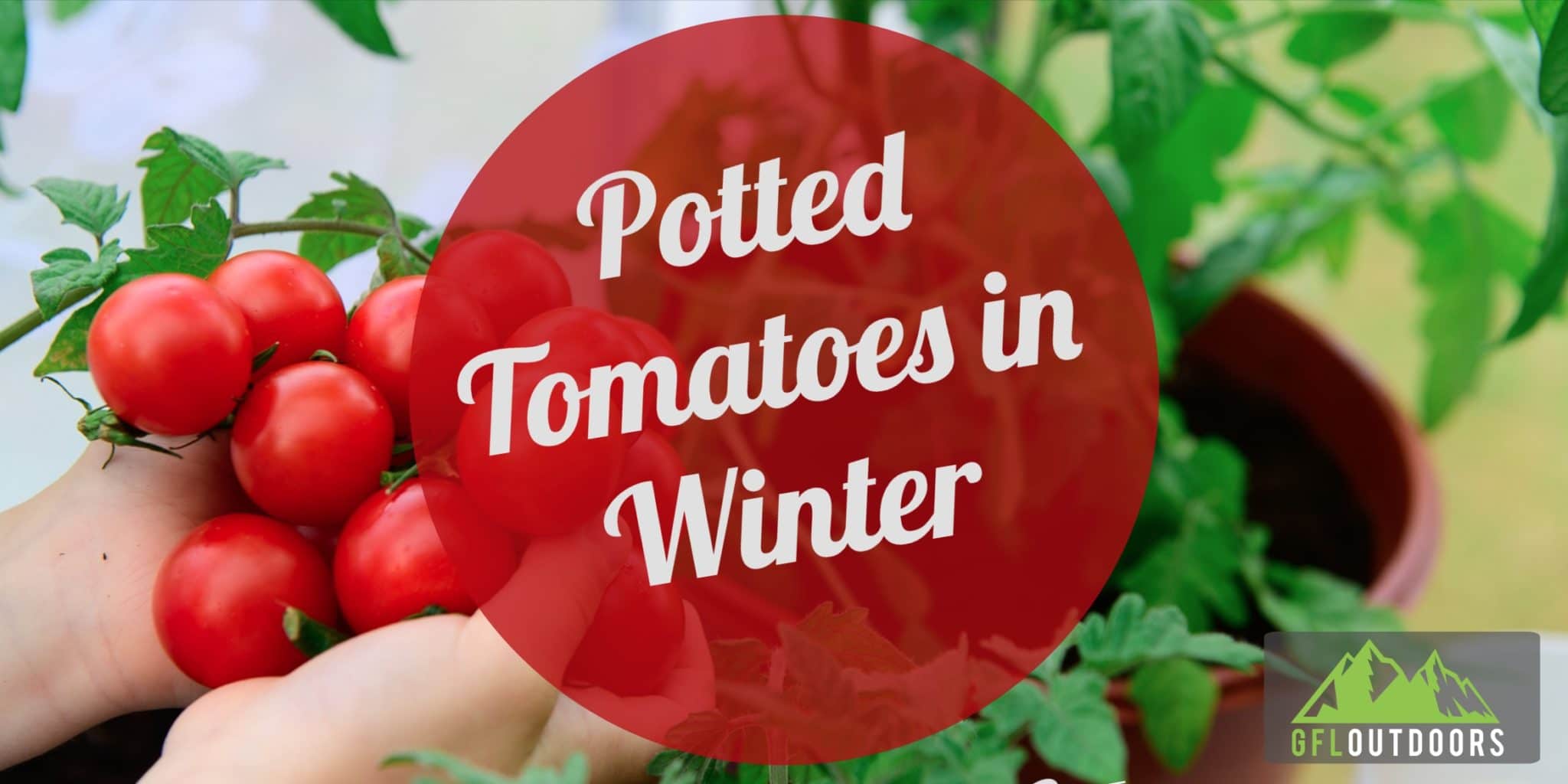 what-to-do-with-potted-tomato-plants-in-winter-gfl-outdoors