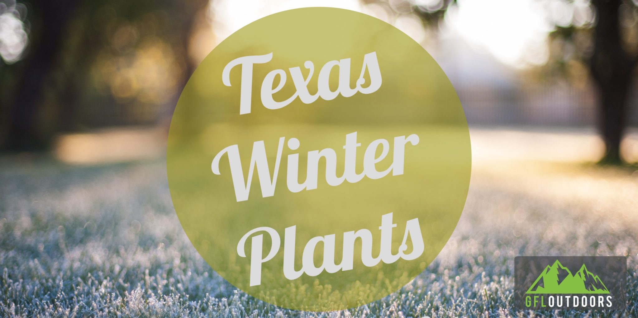 Winter plants in texas