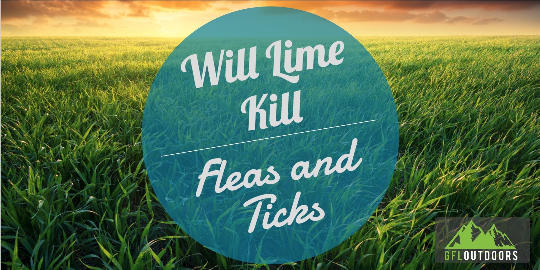 Will Lime Kill Fleas and Ticks? (Yes + Best Practices) GFL Outdoors