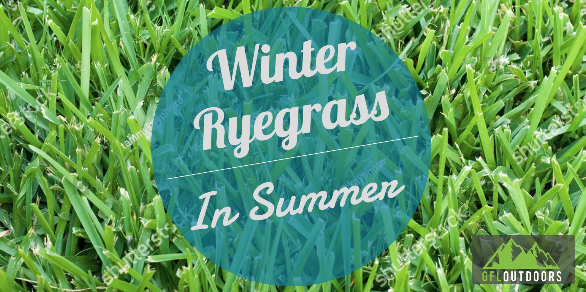 Does Perennial Ryegrass Die In The Winter