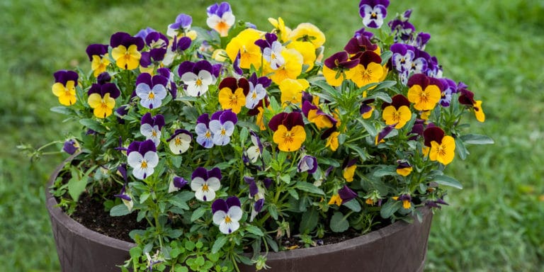 Winter Hanging Plants: Hanging Basket Plants that Look Great in Winter