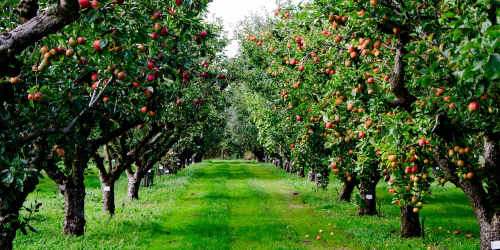 Is An Apple Tree A Producer GFL Outdoors