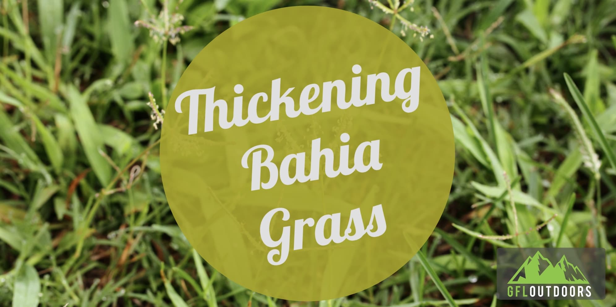 How to Make Bahia Grass Thicker - GFL Outdoors