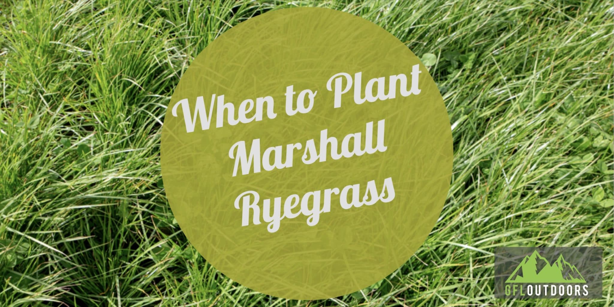 when-to-plant-marshall-ryegrass-gfl-outdoors