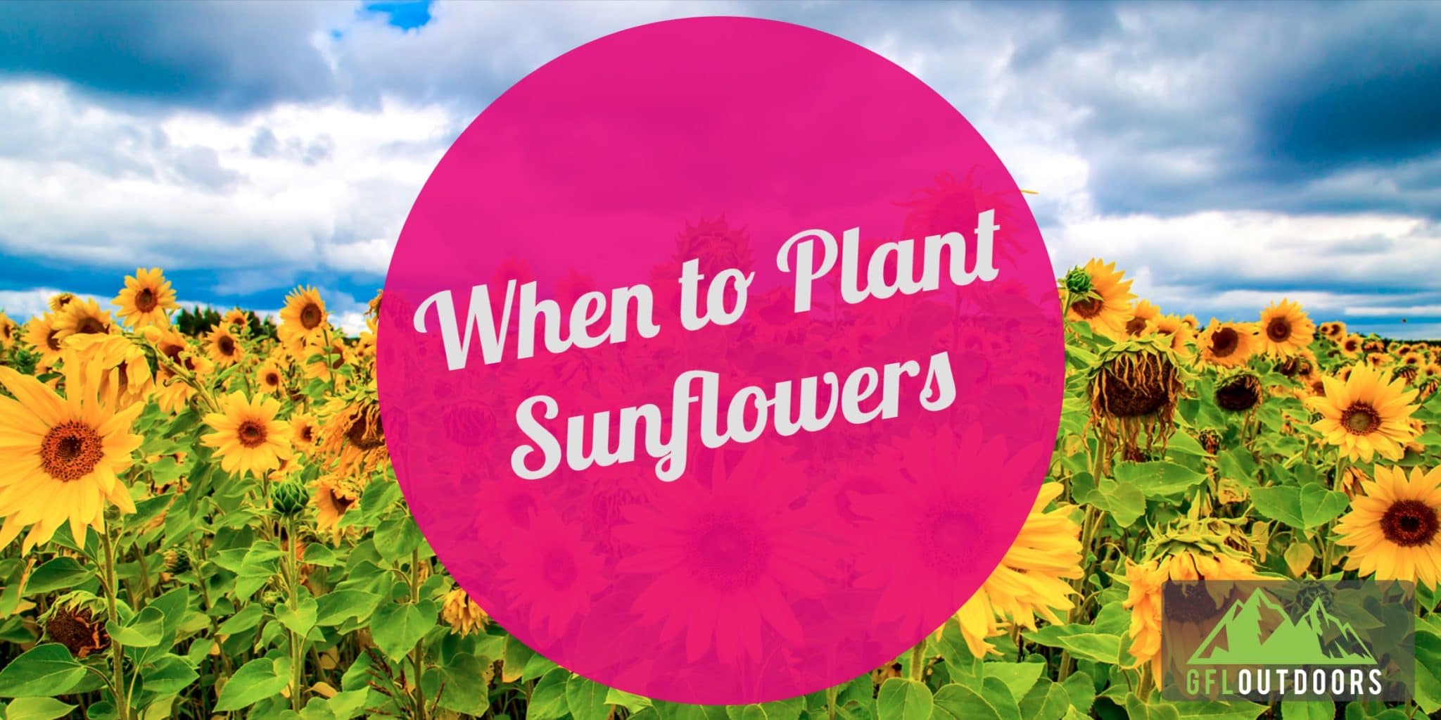 When to Plant Sunflowers? (Find Out Now!) GFL Outdoors