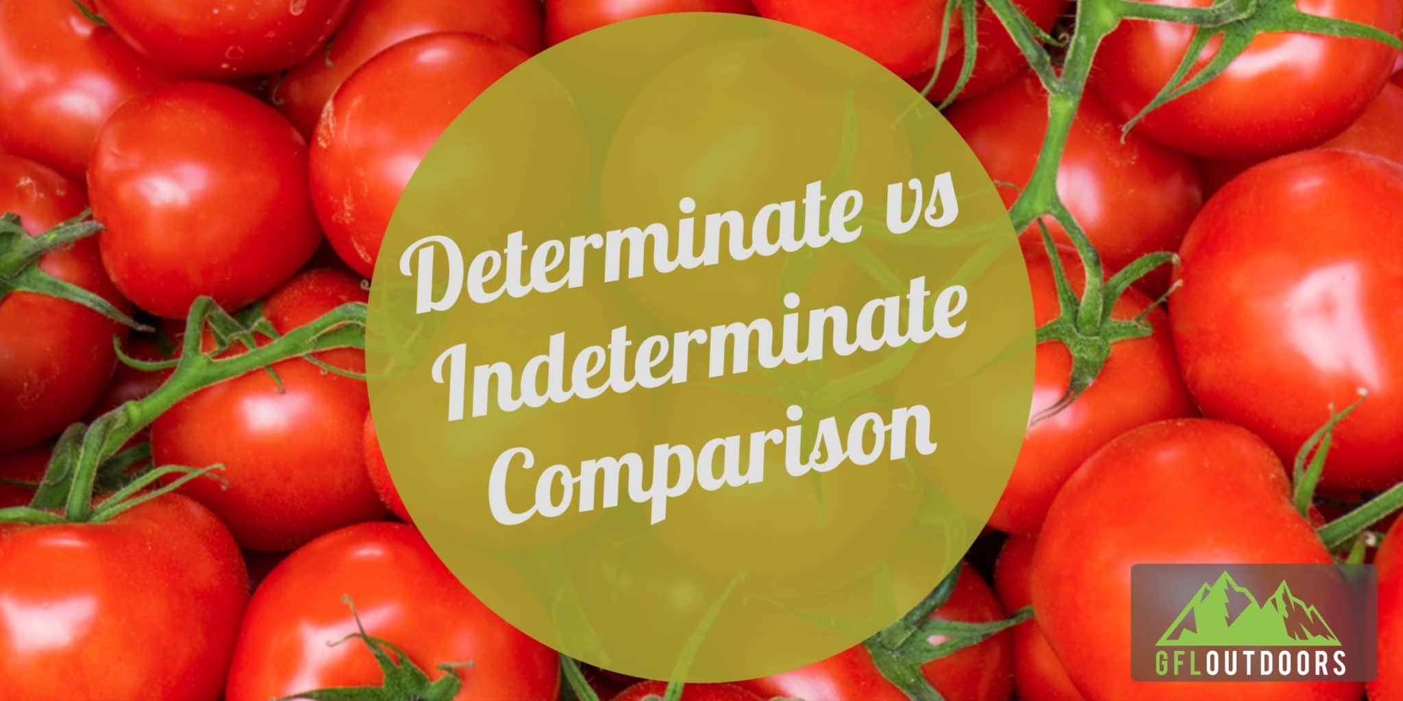 A Guide to Determinate vs Indeterminate Tomatoes - GFL Outdoors