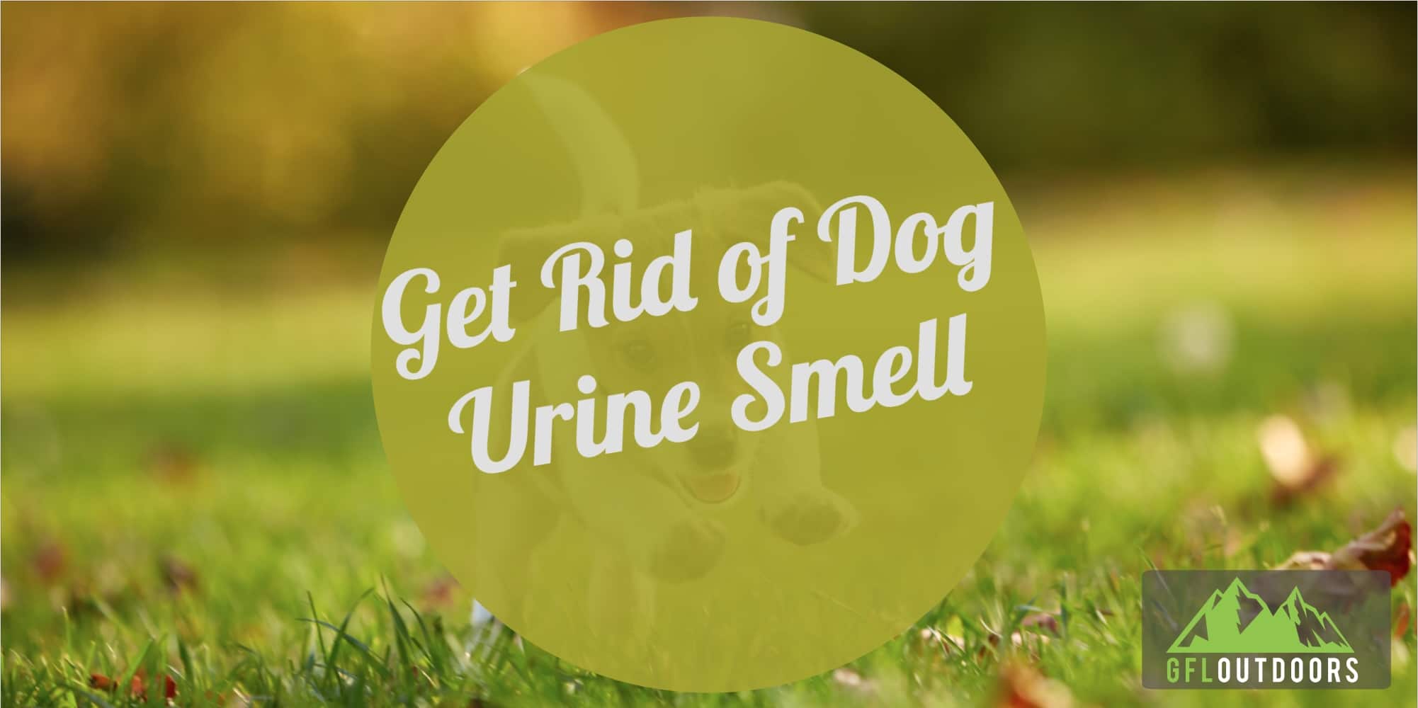 How to Get Rid of Dog Urine Smell Outside GFL Outdoors