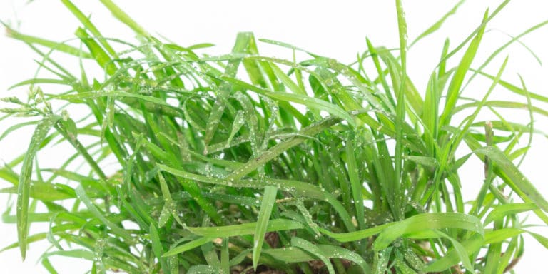 How To Identify Quackgrass Fast And Easy Gfl Outdoors