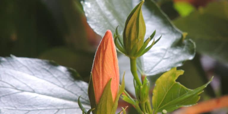 Every Reason Why Your Hibiscus Buds Are Not Opening - GFL Outdoors