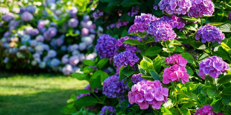 Hydrangea Epsom Salt Is Epsom Salt Good For Hydrangeas 