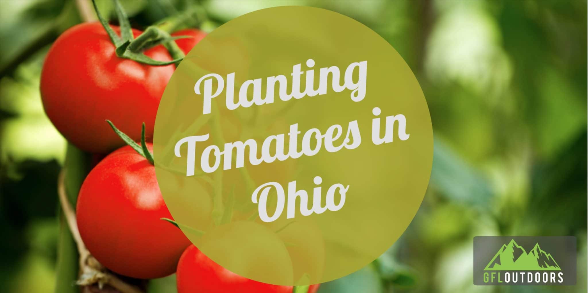 When to Plant Tomatoes in Ohio: (Dates + Best Practices)