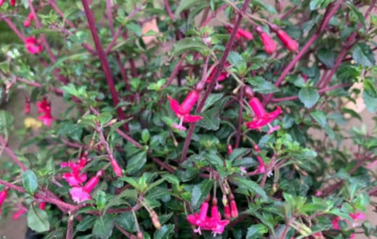 Fuchsia Thymifolia (Thyme-leaved fuchsia): Growth and Care Guide