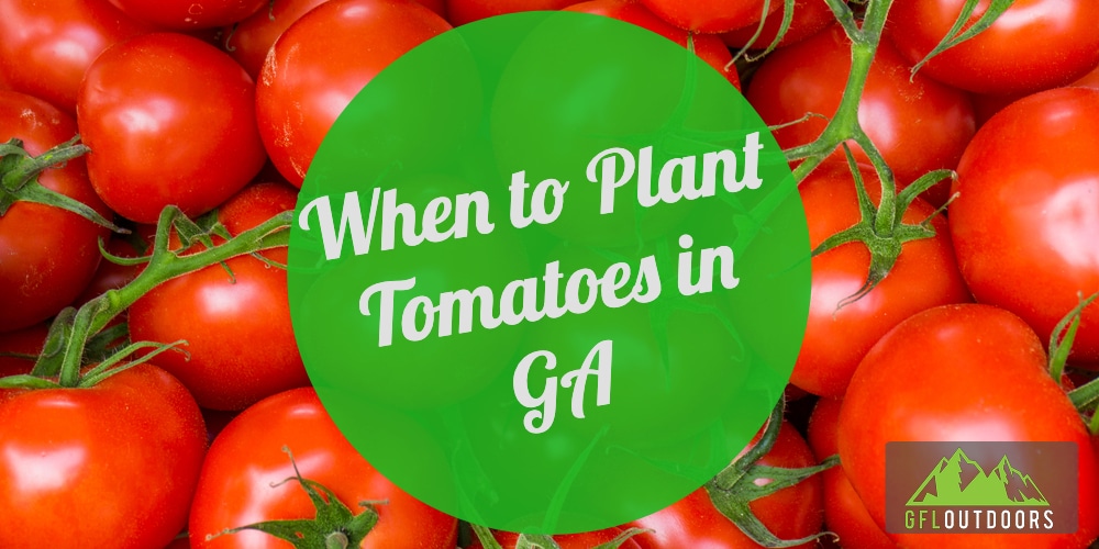 When to Plant Tomatoes in Georgia? (Find Out Now!) - GFL Outdoors