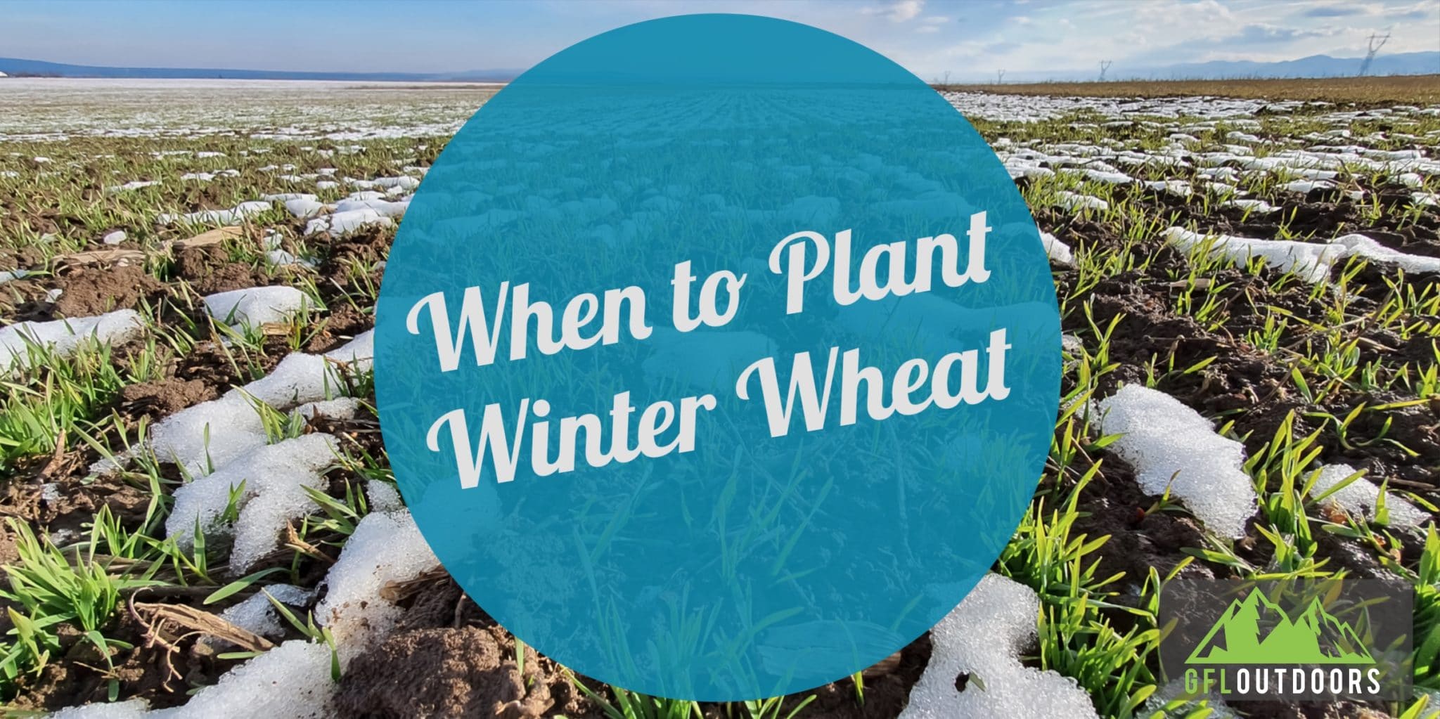 when-to-plant-winter-wheat-in-minnesota-find-out-now