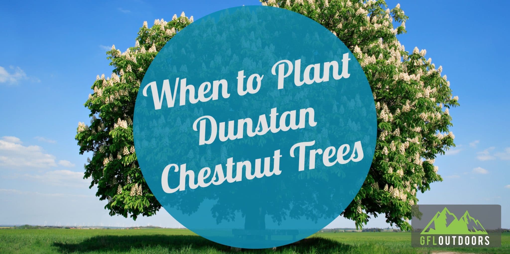 when-to-plant-dunstan-chestnut-trees-gfl-outdoors