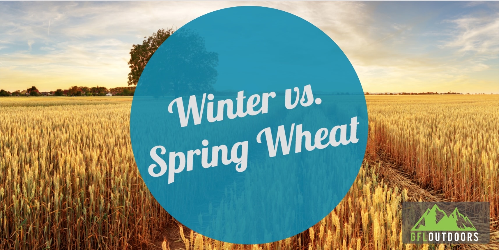 Winter Wheat vS Spring Wheat GFL Outdoors