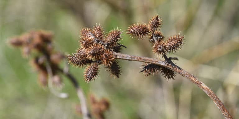 Types of Sticker Weeds: What to Look For and How to Get Rid of Them