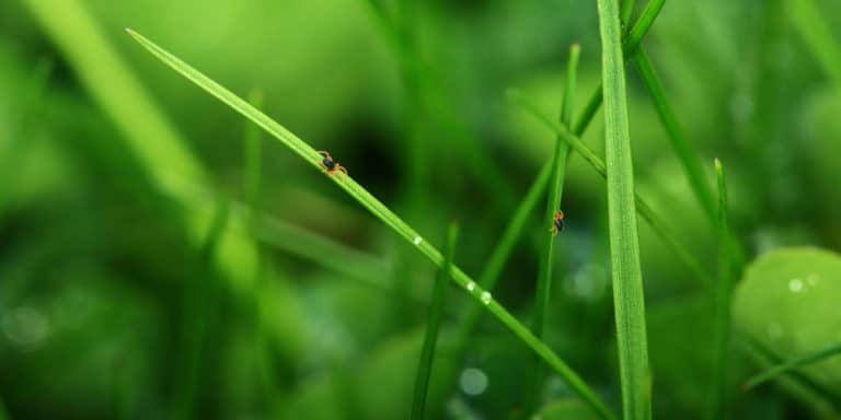 How to Get Rid of Clover Mites [Every Possible Way] - GFL Outdoors