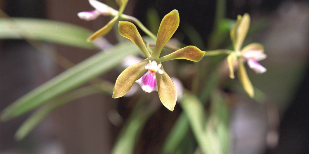 florida native terrestrial orchids