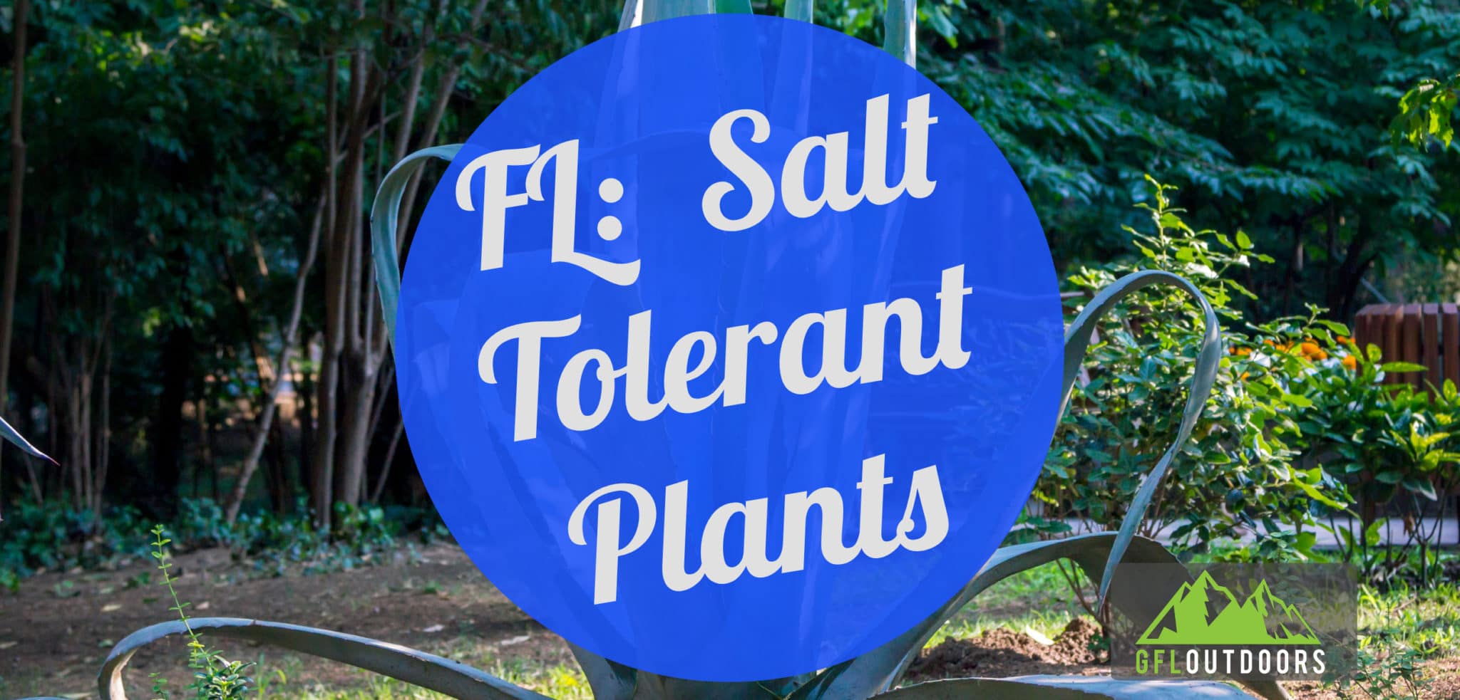 24+ Salt Tolerant Plants South Florida