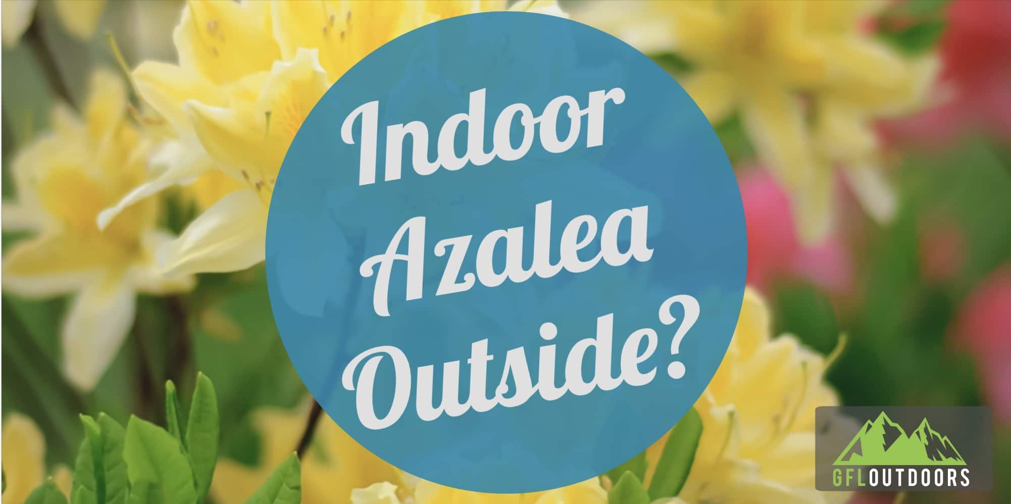 can-i-put-my-indoor-azalea-outside-gfl-outdoors