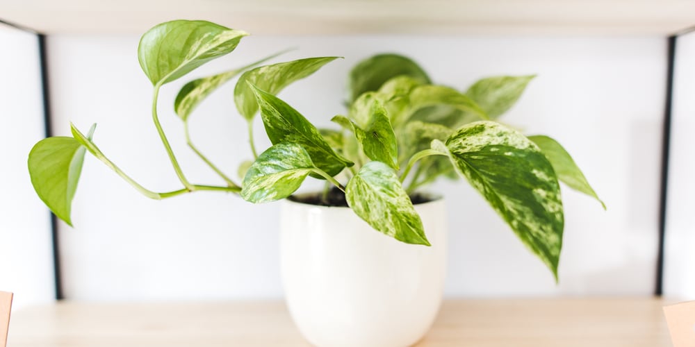 Marble Queen Pothos Growth, Care and Propagation - GFL Outdoors