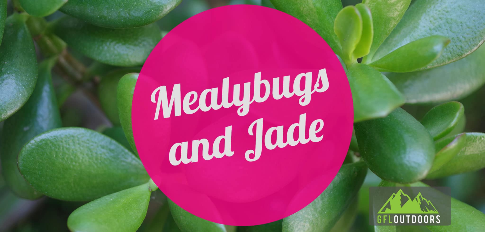 mealybugs-on-a-jade-plant-how-to-deal-with-them-gfl-outdoors