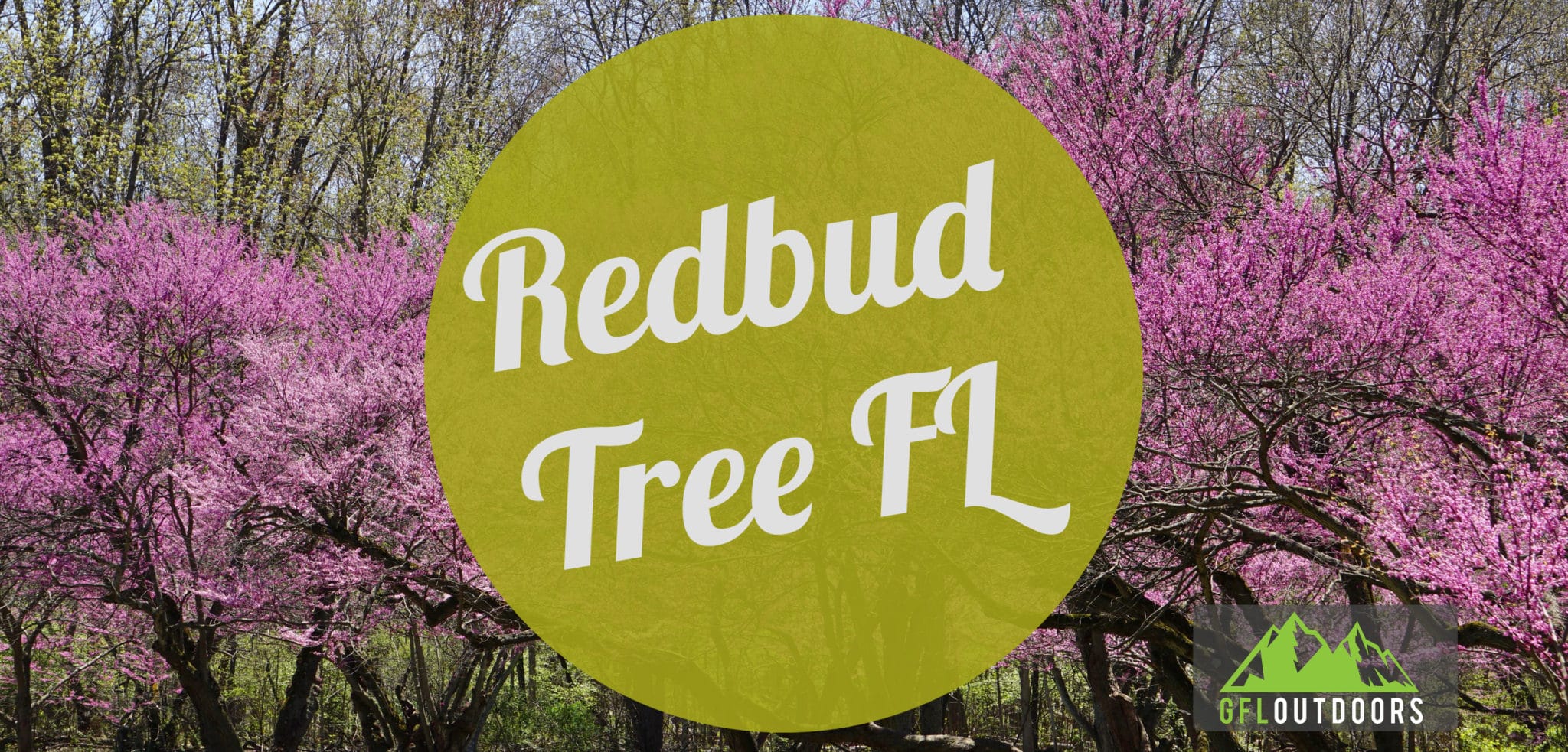 Redbud Tree Florida Growth and Care Guide GFL Outdoors