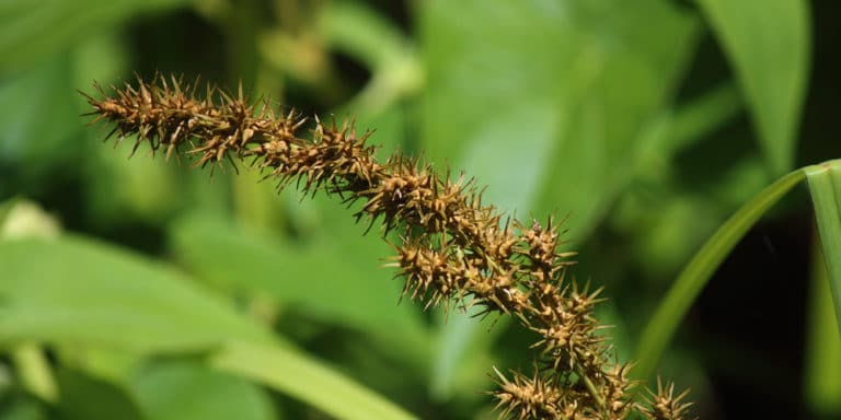 Types of Sticker Weeds: What to Look For and How to Get Rid of Them