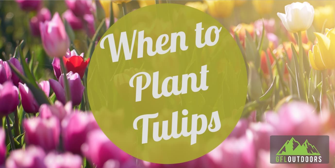 Tulip Planting Times 