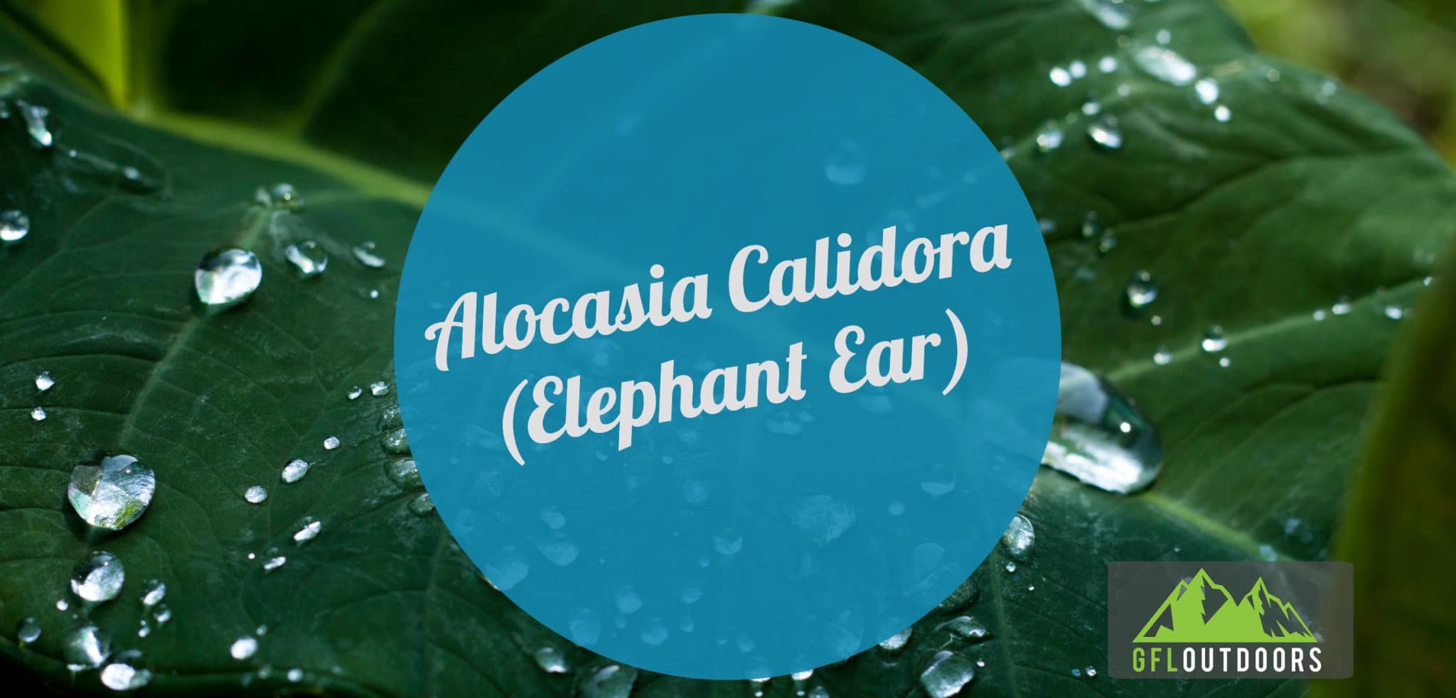 Alocasia Calidora (Elephant Ear Plant): Growth, Care + Propogation