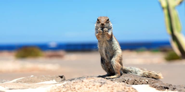 when-do-gophers-come-out-of-their-holes-all-you-must-know